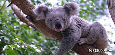 falda koala görmek
